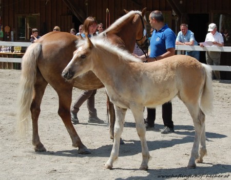 2. Platz Stutfohlen Fam. Möser 2012