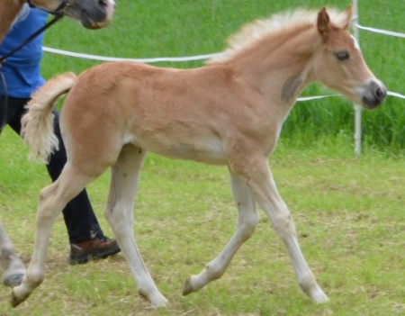 2. Platz Stutfohlen